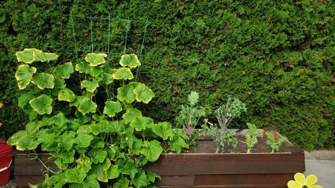 Go For Gold 2023 winner lawn