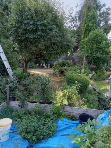 Go For Gold 2023 winner lawn - Mission